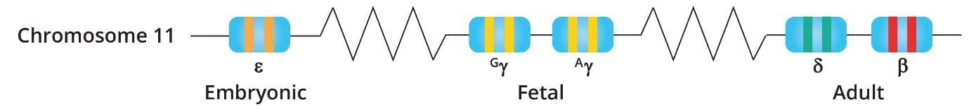 Image depicting a schematic diagram illustrating the normal beta globin cluster on chromosome 11, highlighting the developmental switch of globin chain expression from embryonic to adult stages. 