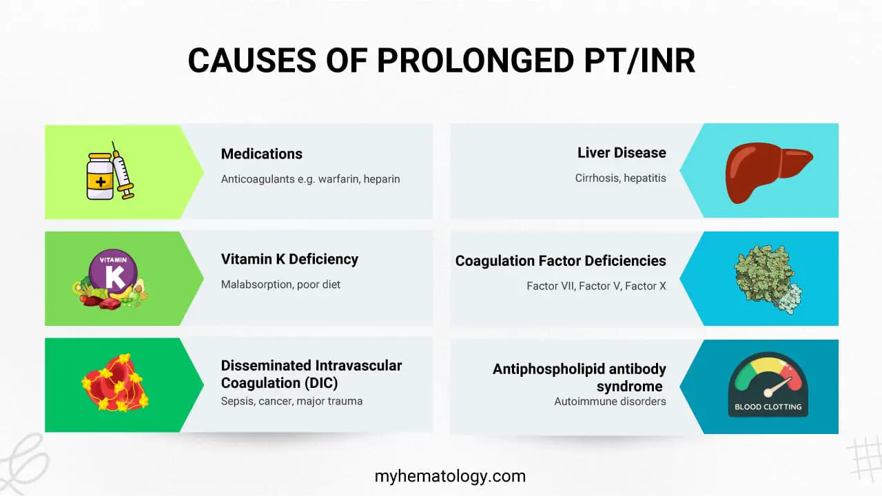 A prolonged Prothrombin Time (PT) and International Normalized Ratio (INR) indicate a delayed blood clotting process, primarily stemming from issues within the extrinsic and common coagulation pathways.
