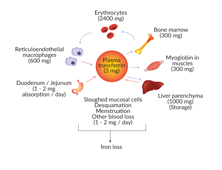 Image depicting a stylized diagram of the iron cycle in the body, highlighting the processes of absorption, transport, storage, and utilization