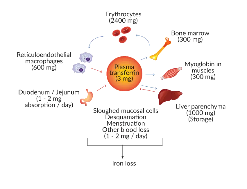 Image depicting a stylized diagram of the iron cycle in the body, highlighting the processes of absorption, transport, storage, and utilization