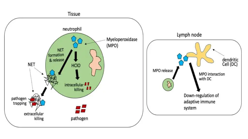 Myeloperoxidase (MPO) is a critical enzyme primarily found in neutrophils, playing a key role in their antimicrobial functions and in the formation and release of Neutrophil Extracellular Traps (NETs). Upon activation, neutrophils release MPO, which, in the presence of hydrogen peroxide, catalyzes the production of hypochlorous acid, a potent oxidant that aids in killing pathogens. During NET formation, MPO co-localizes with decondensed chromatin and other granular proteins to form a web-like structure that traps and neutralizes microbes extracellularly, a process often requiring MPO activity for proper execution, especially in response to certain stimuli. In the lymph node, while the exact mechanisms are still being fully elucidated, MPO has been shown to interact with dendritic cells (DCs). For instance, MPO has been observed to contribute to DC activation and migration from tissues to draining lymph nodes by promoting the production of pro-inflammatory cytokines like IL-1β, which in turn influences the subsequent priming of T cells and can impact adaptive immune responses, potentially decreasing activity in some contexts or facilitating it in others, as seen in contact hypersensitivity.