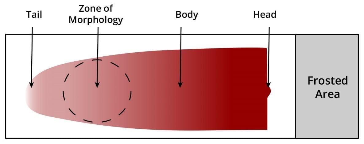 Zone of morphology of a peripheral blood smear is where a peripheral blood should be viewed for morphological abnormalities of the blood cells