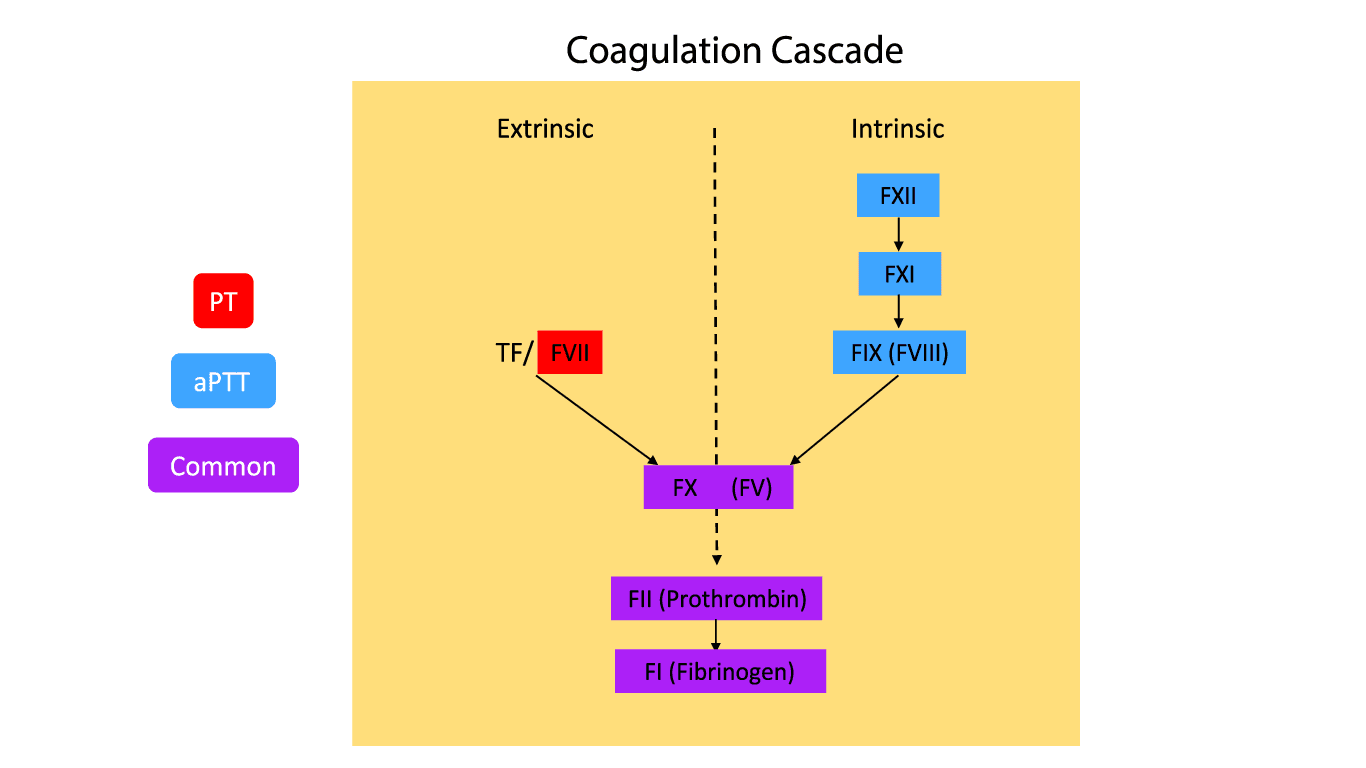 The coagulation cascade divided into extrinsic and intrinsic pathways where prothrombin time (PT) and activated partial thromboplastin time (aPTT) are involved