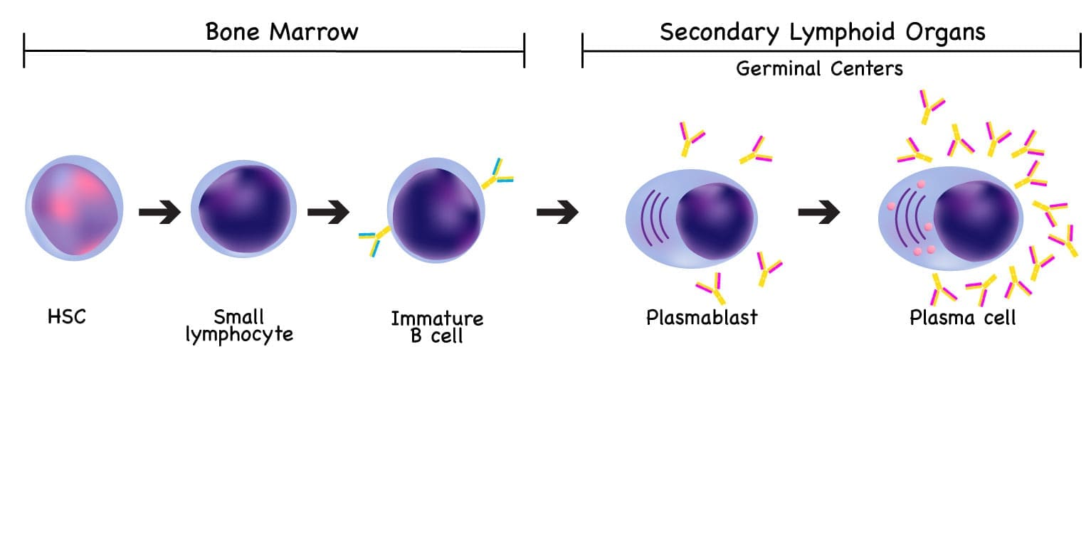 Plasma cell development