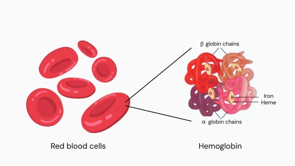 An illustration of a red blood cell with a hemoglobin depicting the four globin chains, with each part featuring a central iron atom that acts as the binding site for oxygen.