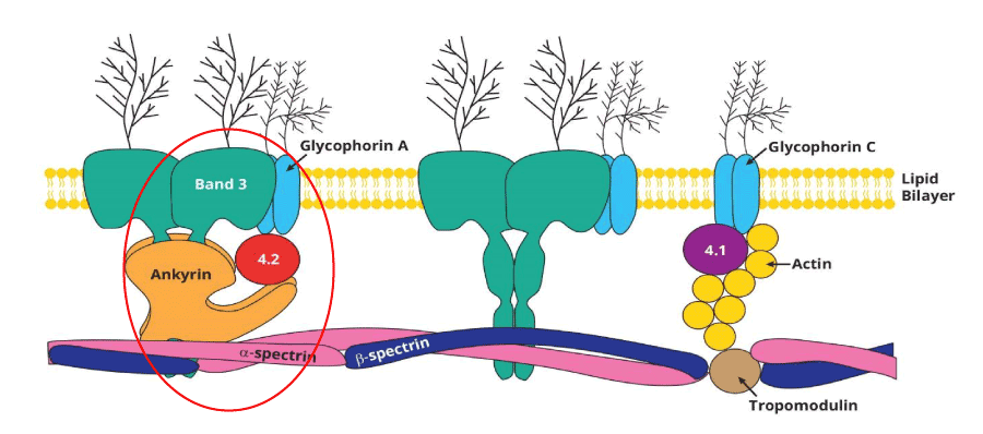 Image depicts a schematic diagram of a red blood cell membrane, highlighting the locations of common hereditary spherocytosis (HS) mutation sites, including spectrin, ankyrin, band 3, and protein 4.2