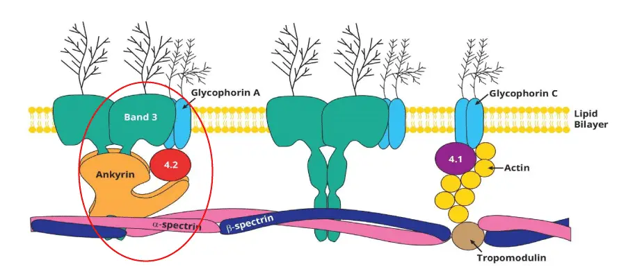 Image depicts a schematic diagram of a red blood cell membrane, highlighting the locations of common hereditary spherocytosis (HS) mutation sites, including spectrin, ankyrin, band 3, and protein 4.2