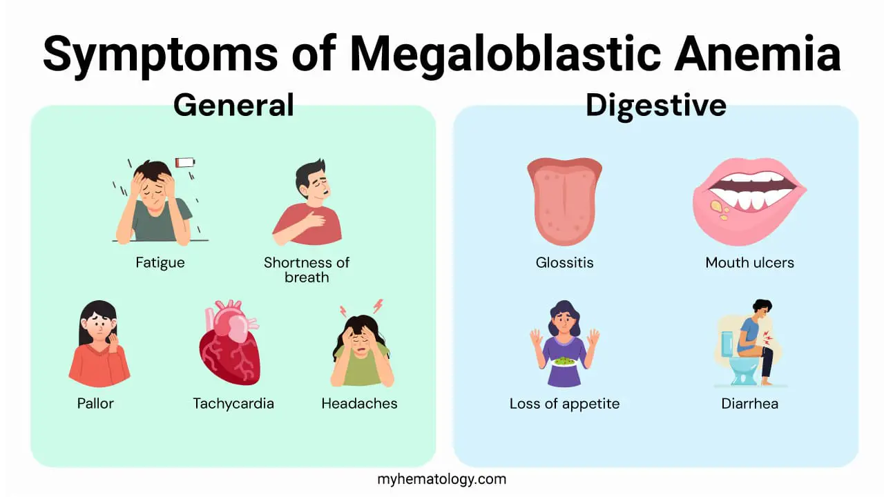 Megaloblastic anemia, whether due to vitamin B12 or folate deficiency, presents with a variety of overlapping symptoms. The most common signs are general and non-specific, including fatigue, weakness, dizziness, and shortness of breath due to the resulting anemia. Patients often have a pale or yellowish complexion. Digestive symptoms are also prevalent, such as a sore and red tongue (glossitis), mouth ulcers, and sometimes gastrointestinal issues like diarrhea or loss of appetite. These symptoms arise from the body's inability to produce healthy red blood cells and are shared regardless of which vitamin is deficient.