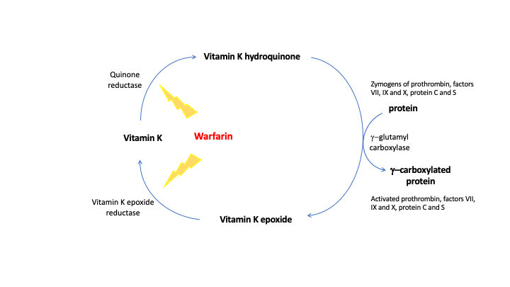 Image depicting the intricate Vitamin K cycle, highlighting the roles of vitamin K epoxide reductase, vitamin K quinone, and γ-carboxyglutamate carboxylase