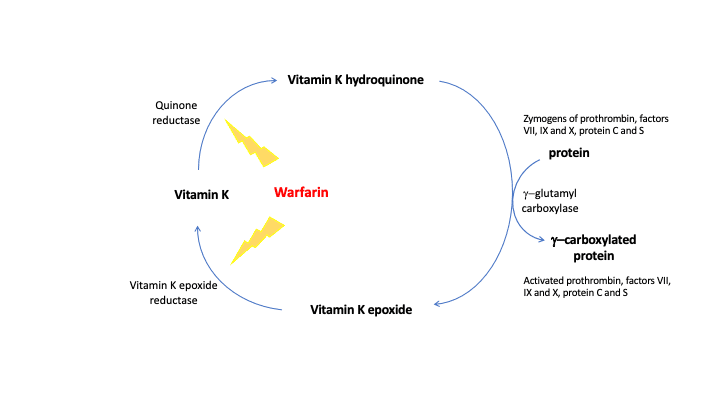 Vitamin K Deficiency Bleeding (Hemorrhagic Disease of the Newborn)