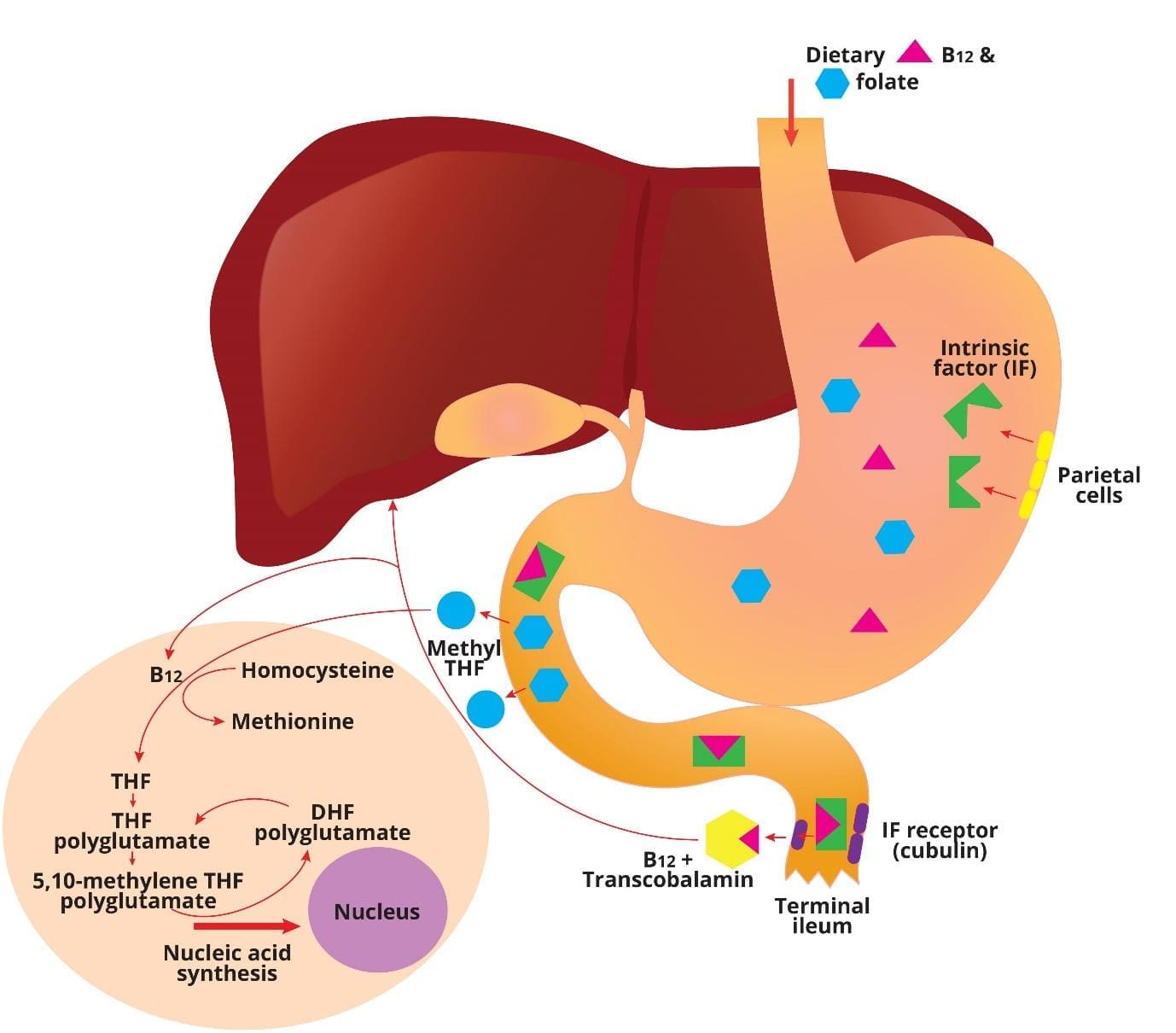 Image depicting a detailed diagram of the vitamin B12 and folate absorption route for DNA synthesis, highlighting the crucial roles of these nutrients in cell division and growth