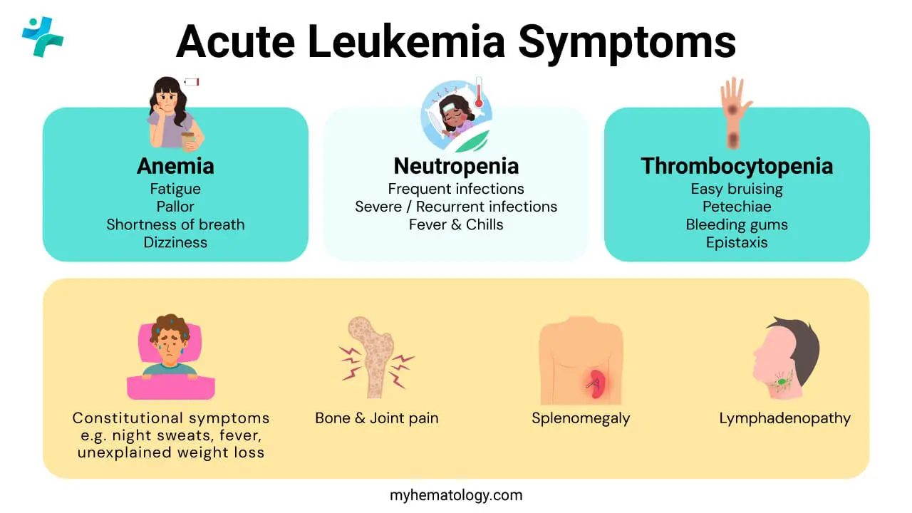The common symptoms of acute leukemia, which develop rapidly due to the overwhelming presence of immature and dysfunctional white blood cells that crowd out normal blood production in the bone marrow, can be grouped into consequences of low blood counts: anemia causes profound fatigue, weakness, paleness, and shortness of breath; thrombocytopenia leads to easy bruising, spontaneous bleeding (like nosebleeds or bleeding gums), and a pinpoint red rash on the skin called petechiae; and a lack of functional white blood cells (neutropenia) results in frequent, recurrent, or severe infections and fevers. Other general symptoms often include unexplained weight loss, night sweats, bone or joint pain from the accumulation of cells in the marrow, and a feeling of fullness or discomfort due to an enlarged spleen or liver.