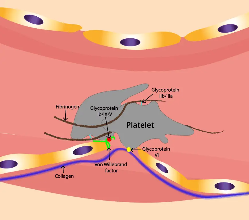 Image depicting von Willebrand factor molecules bridging platelets to subendothelial collagen, highlighting its role in platelet adhesion and primary hemostasis. A deficiency of this factor will lead to von Willebrand disease.