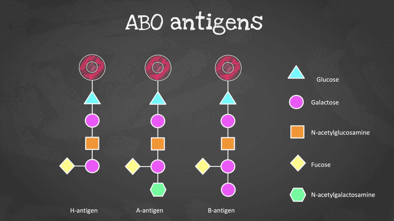 Unraveling the Molecular Structure of ABO Antigens: A comprehensive illustration depicting the intricate molecular configurations of the ABO antigens, the key determinants of blood types, highlighting their distinct carbohydrate chains that govern blood group compatibility.