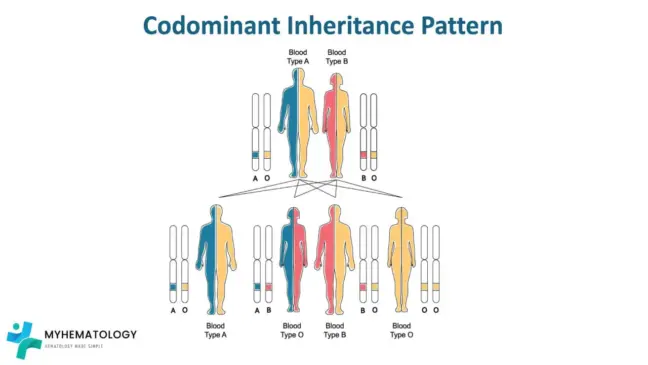 Abo Sort ABO Blood Group System: Antigens, Typing and Tests