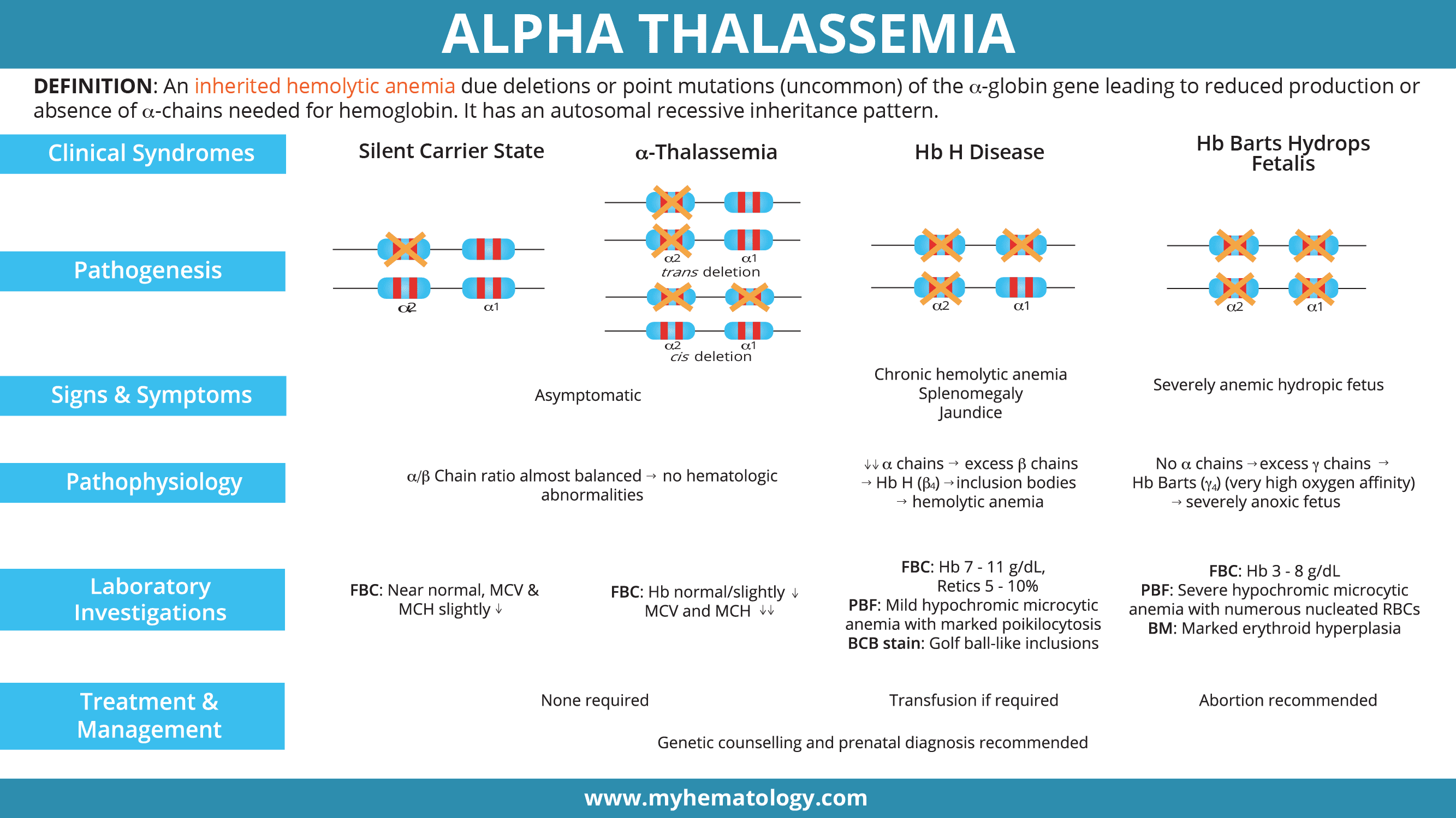 An infographic on alpha thalassemia including clinical syndromes, pathogenesis, signs and symptoms, pathophysiology, laboratory investigations, treatment and management. 