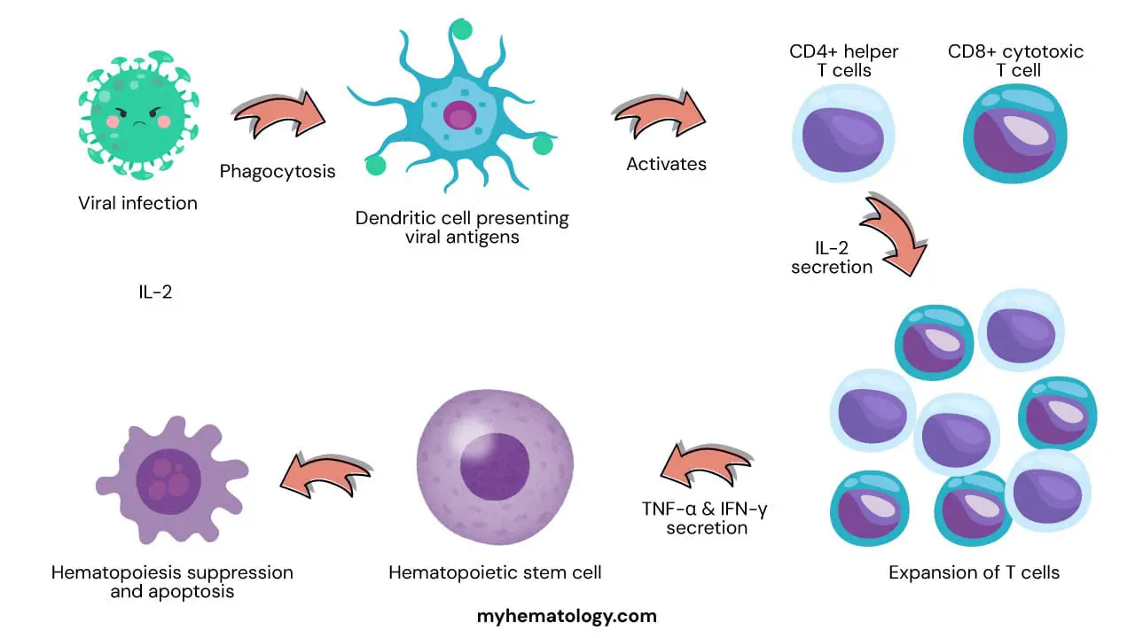 Dendritic cells (DCs) recognize and engulf a virus, then travel to lymph nodes to activate CD4+ helper and CD8+ cytotoxic T cells. The activated T cells multiply with the help of Interleukin-2 (IL-2) secreted by the CD4+ cells. Both T cell types then migrate to the bone marrow and release Interferon-gamma (IFN-γ) and Tumor Necrosis Factor-alpha (TNF-α). These cytokines inhibit the growth of and induce apoptosis in hematopoietic stem cells (HSCs), leading to the bone marrow failure seen in aplastic anemia.