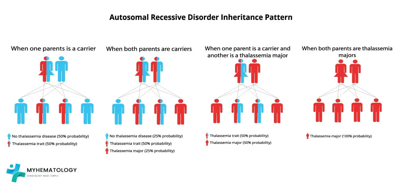 Beta thalassemia has an autosomal recessive inheritance. If both parents are carriers of the beta-globin gene mutation, there is a 25% probability that the offispring will have beta thalassemia major, a 50% probability that the offspring will have beta thalassemia minor, and a 25% probability that the offspring will not have beta thalassemia at all.