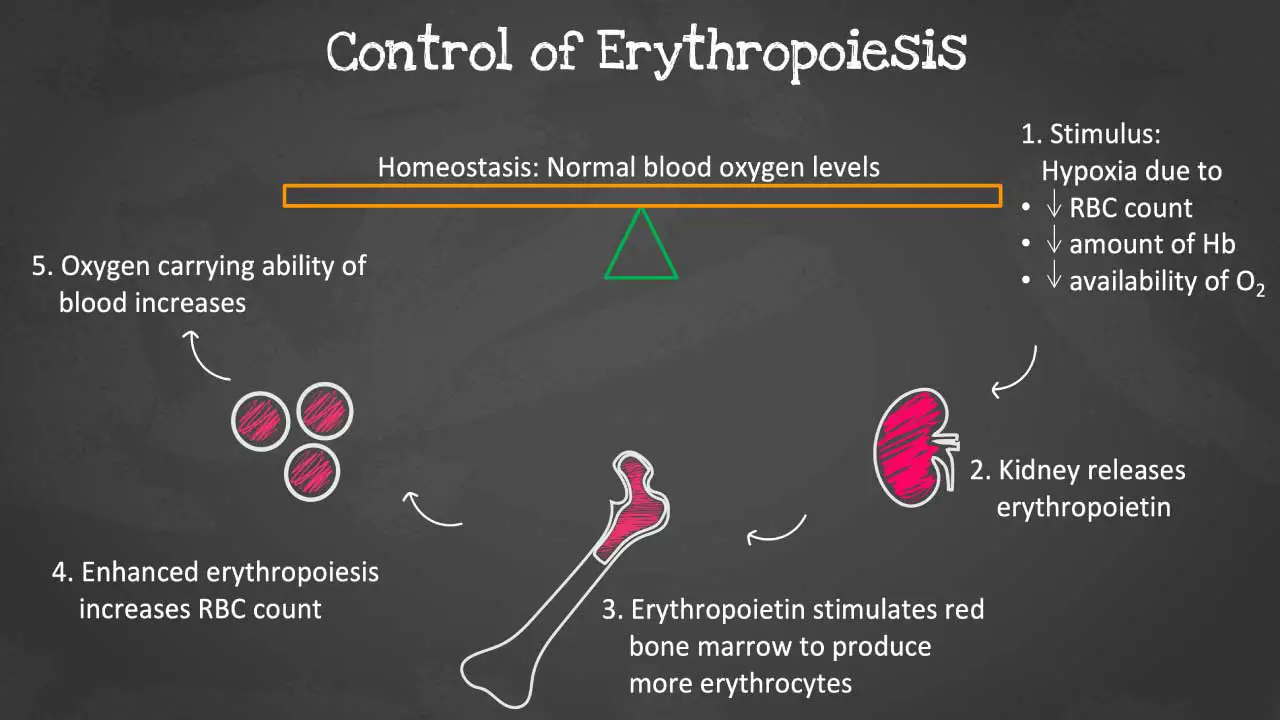 Hypoxia-Driven Erythropoietin Production: A feedback loop regulating red blood cell production in response to oxygen levels.