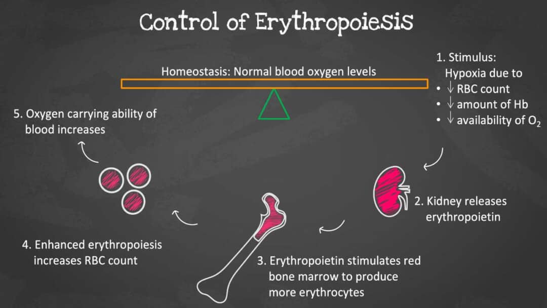 Red Blood Cells (RBCs): Function, Development and Counts