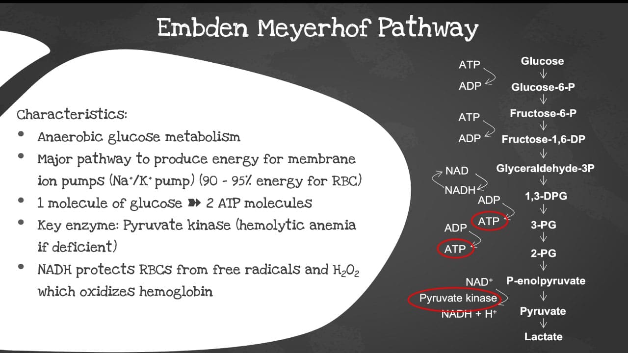 The Embden-Meyerhof pathway, also known as glycolysis, is a series of enzymatic reactions, breaking down glucose into simpler molecules and capturing valuable energy in the form of ATP which is the major energy provider for RBC membrane ion pumps. The key enzyme of this pathway is pyruvate kinase.  