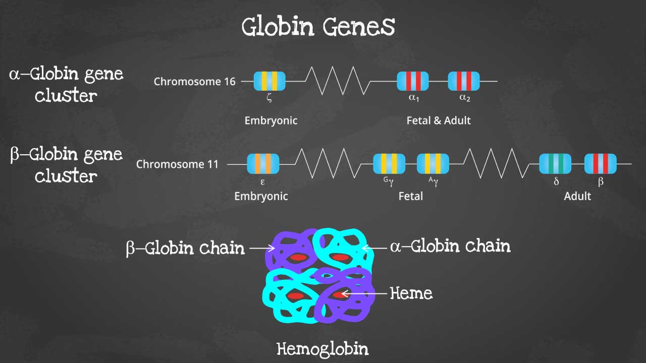 Unveiling the Hemoglobin Gene Landscape: A Visual Exploration of Alpha and Beta Globin Clusters
