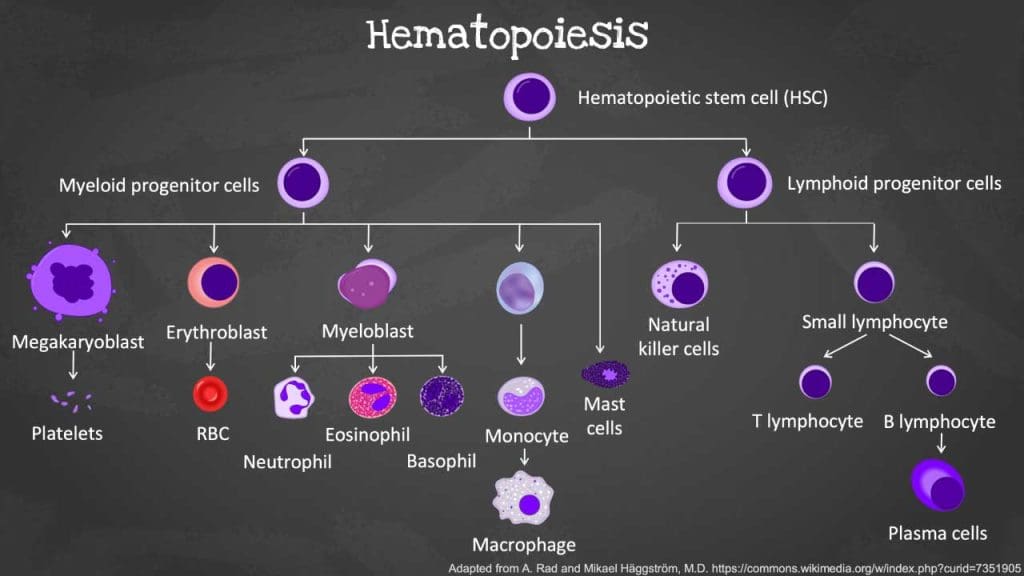 From a single hematopoietic stem cell, a remarkable transformation unfolds, giving rise to the diverse array of blood cells that sustain life. This intricate process, known as hematopoiesis, orchestrates the differentiation and maturation of blood cells, ensuring a constant supply of oxygen-carrying red cells, infection-fighting white cells, and clotting platelets.