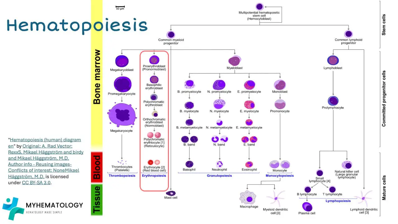 Red blood cells derive from the hematopoietic stem cell through a process known as erythropoiesis which is part of the hematopoiesis process which is the development of all blood cells.