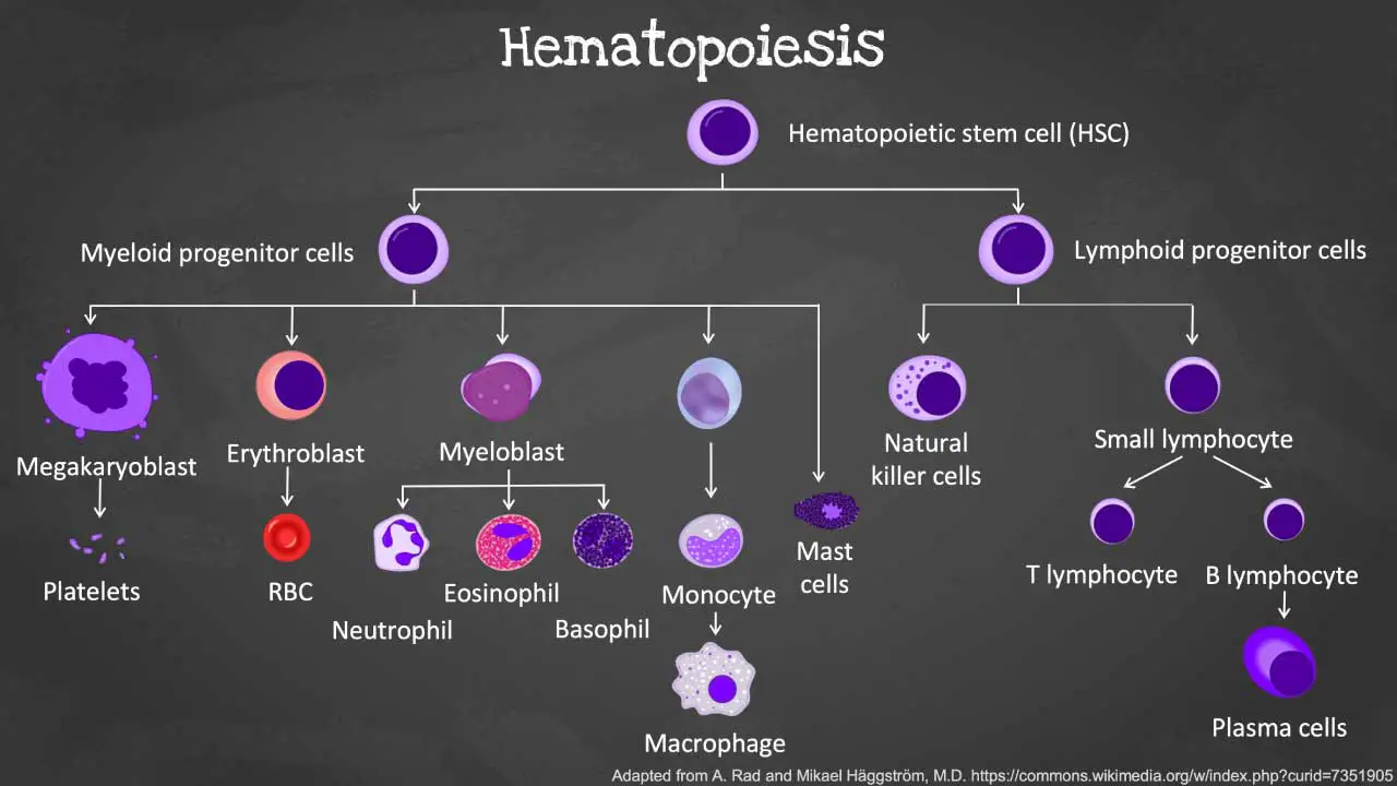 From a single hematopoietic stem cell, a remarkable transformation unfolds, giving rise to the diverse array of blood cells that sustain life. This intricate process, known as hematopoiesis, orchestrates the differentiation and maturation of blood cells, ensuring a constant supply of oxygen-carrying red blood cells, infection-fighting white cells, and clotting platelets.