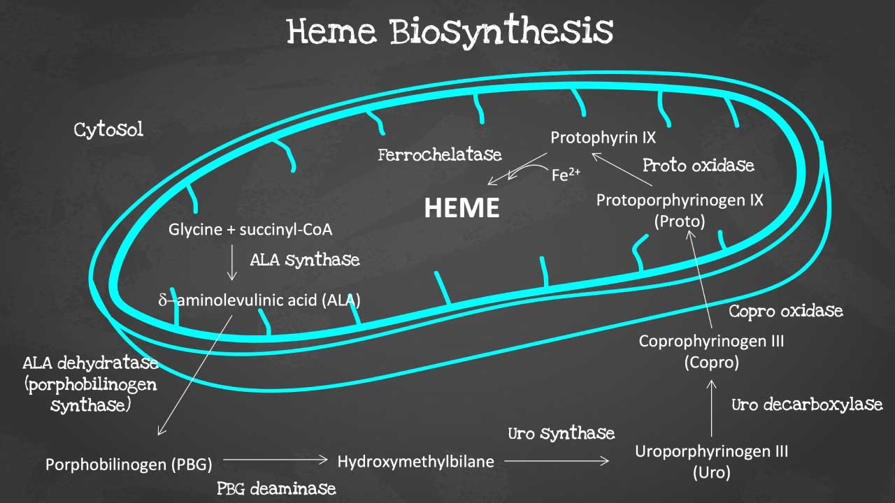 A Visual Journey Through Heme Synthesis: A Journey from Succinyl-CoA to the Vital Iron-Containing Cofactor
