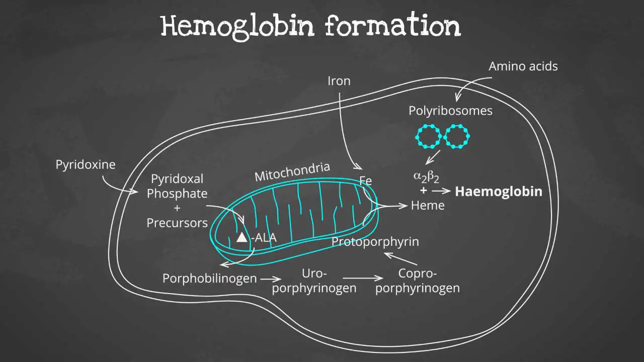 Unveiling the Intricate Assembly of Hemoglobin: A Journey from Globin Chains to the Oxygen-Carrying Protein