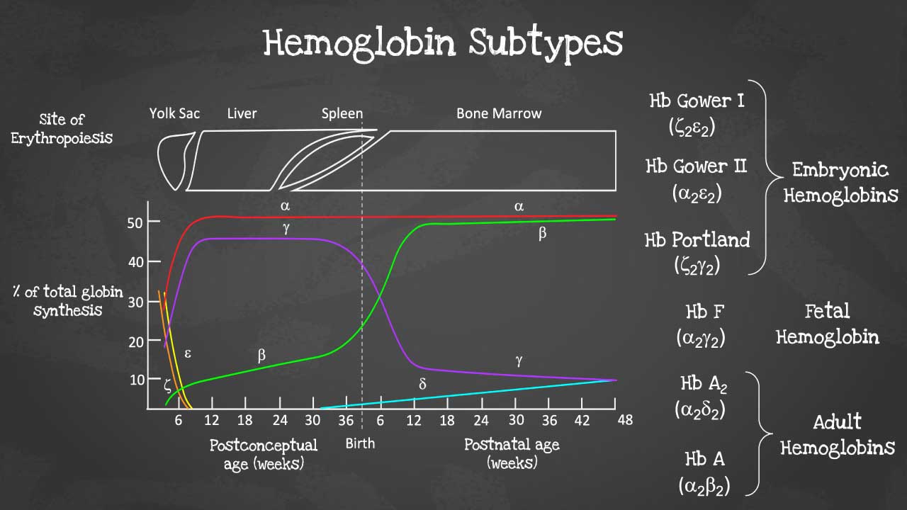 Hemoglobin's Adaptive Design: Exploring the Diverse Subtypes Tailored to Oxygen Needs at Different Stages of Development
