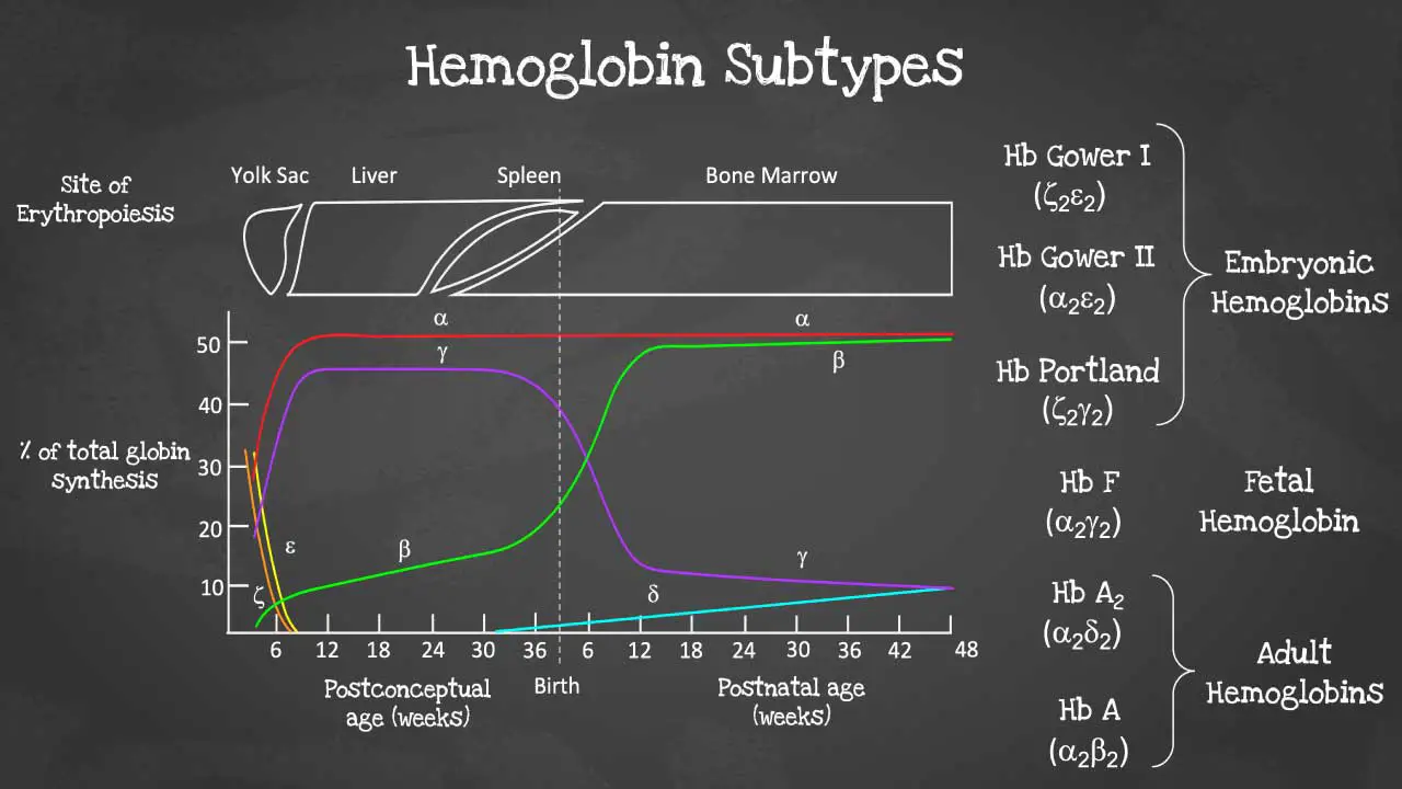 Hemoglobin's Adaptive Design: Exploring the Diverse Subtypes Tailored to Oxygen Needs at Different Stages of Development