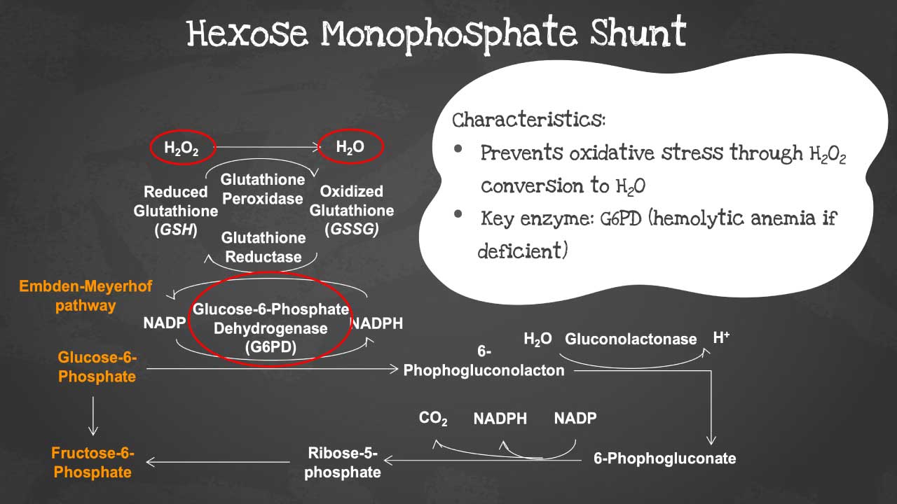 Hexose Monophosphate Shunt: A metabolic pathway that generates NADPH and supports glutathione regeneration to combat oxidative stress.