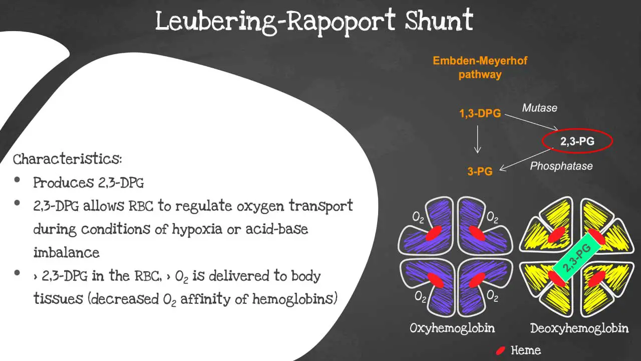 Delving into the Luebering-Rapoport Pathway: Unveiling the Mechanism of 2,3-BPG Production and Its Role in Oxygen Release from Hemoglobin