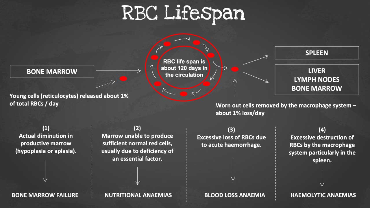 Discover the four primary mechanisms that lead to anemia: nutritional deficiencies, blood loss, bone marrow dysfunction, and premature red blood cell destruction. This informative image sheds light on each cause and the mechanism involved. 
