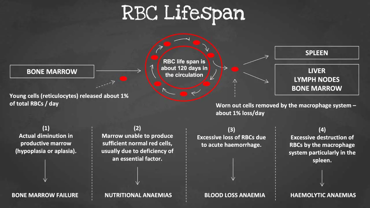 Anemia: A Comprehensive Guide to the Mystery