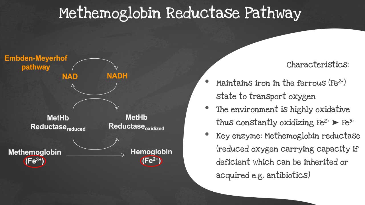 Image illustrating the enzymatic pathways involved in methemoglobin reduction, highlighting the roles of NADH-dependent and NADPH-dependent methemoglobin reductase