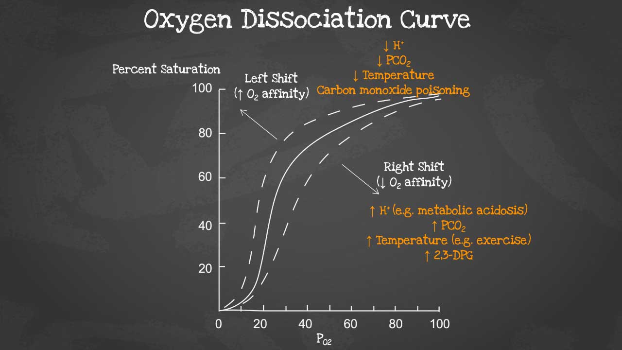 Decoding the Complexity of Oxygen Dissociation Curves: Unraveling the Impact of Physiological Factors on Hemoglobin's Affinity in the Red Blood Cell