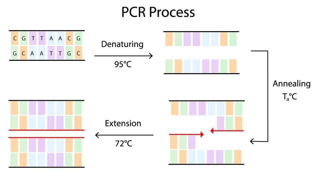 This image shows the key steps of PCR, explaining the fundamentals of this essential molecular biology technique.