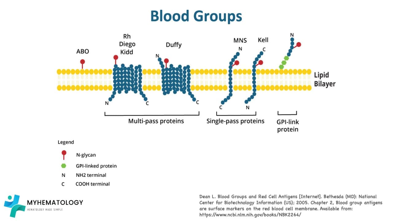 Blood group antigens are found on the surface of the RBC membrane. They are anchored to the membrane by a variety of mechanisms, including transmembrane proteins and glycosylphosphatidylinositol (GPI) anchors.