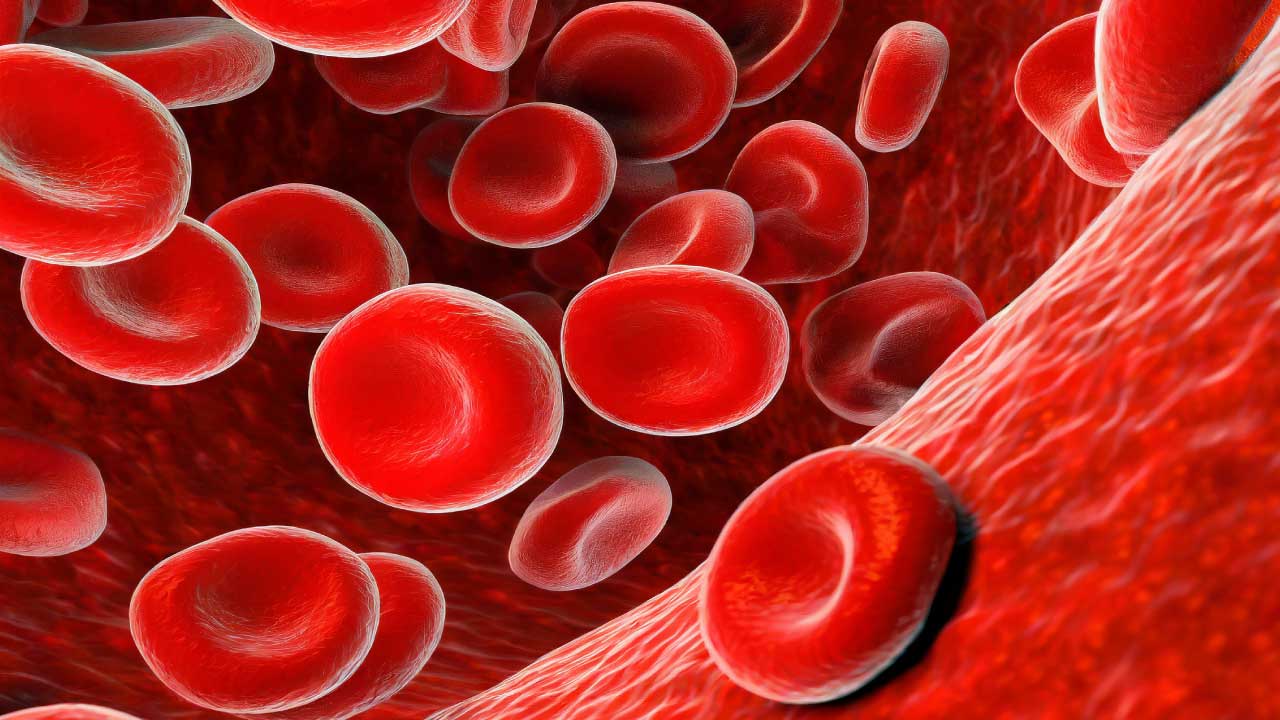 Red blood cells, the tiny oxygen transporters of the body, navigate through the intricate network of veins, carrying life-giving oxygen to every corner of the human body.