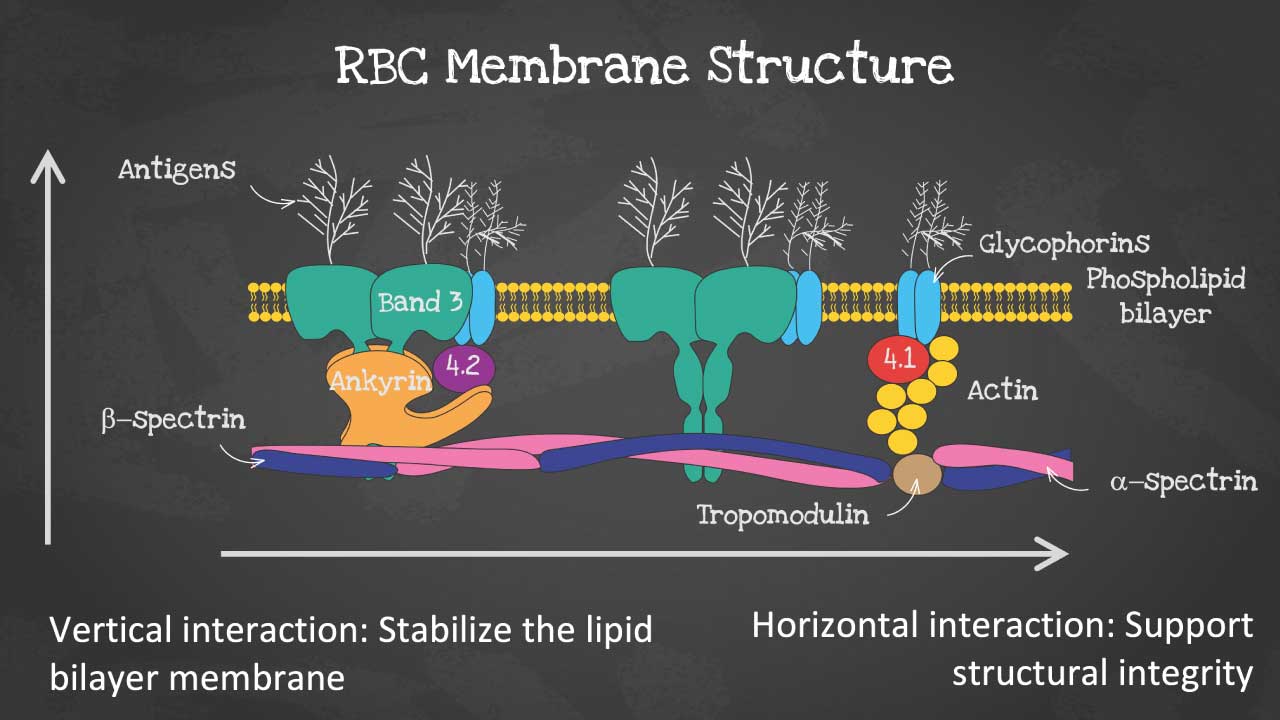 Image depicting the intricate structure of the red blood cell membrane, highlighting the phospholipid bilayer with its embedded proteins and the underlying cytoskeleton network
