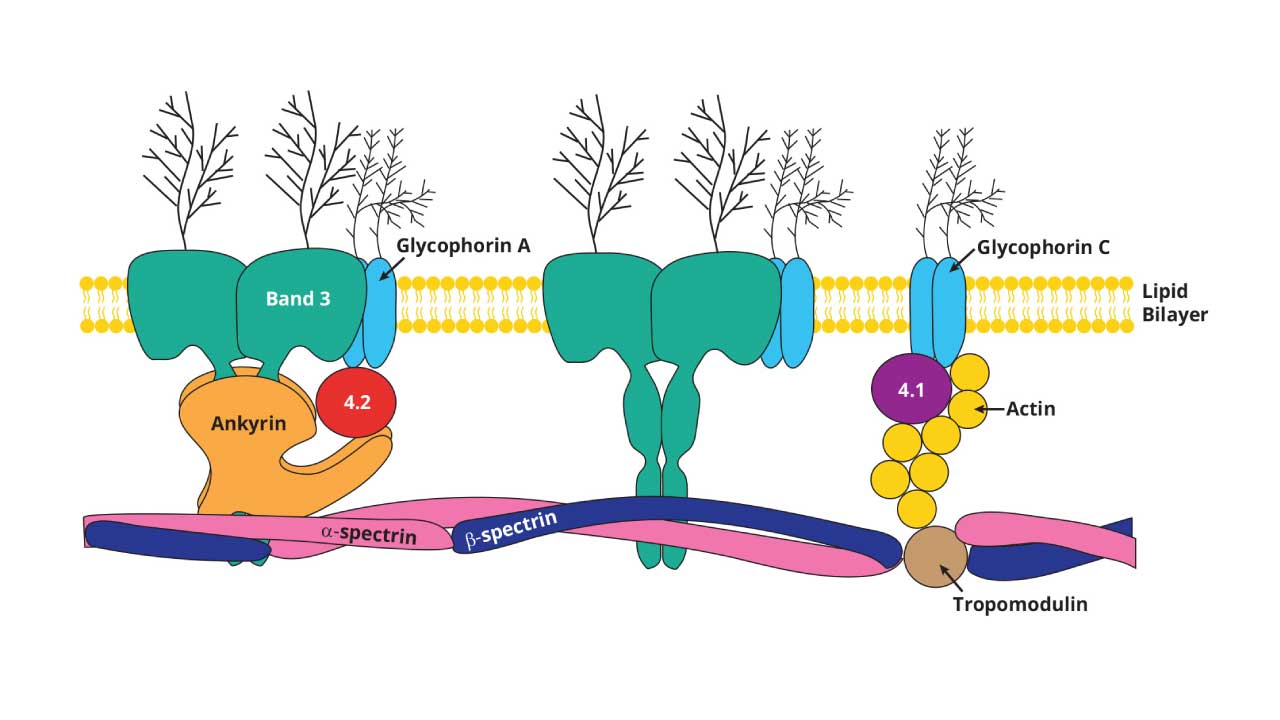 RBC membrane with a phospholipid bilayer interspersed with membrane proteins and an underlying protein cytoskeleton. 