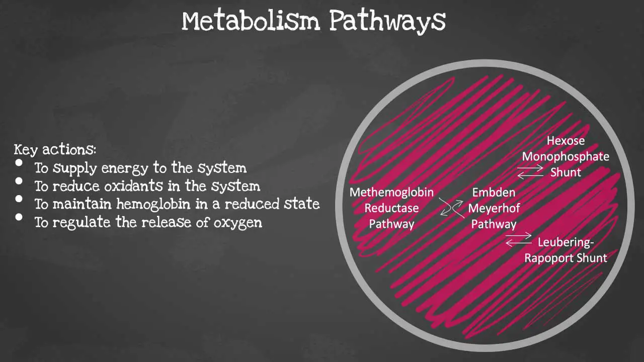 Four Intertwined Pathways: A metabolic symphony within red blood cells, ensuring efficient oxygen transport and cellular protection.