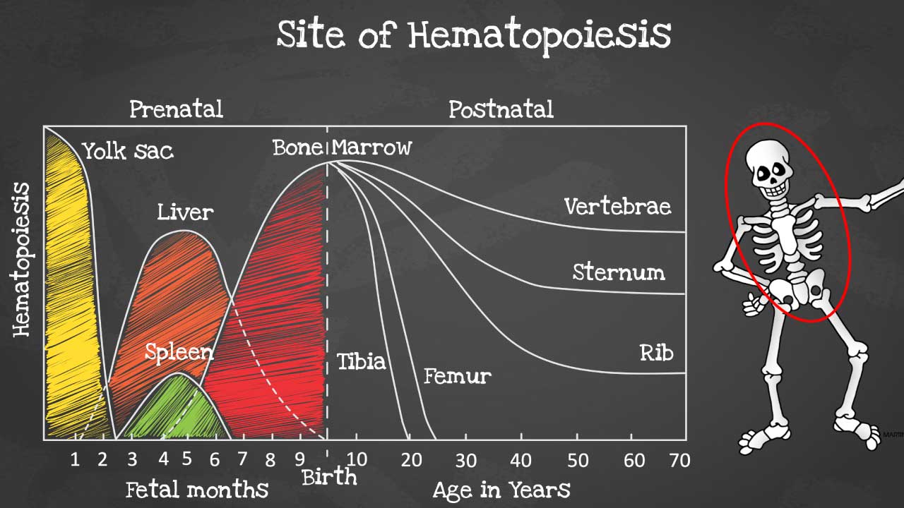 A visual journey of hematopoiesis (the production of blood cells) sites from embryonic development to 70 years old.