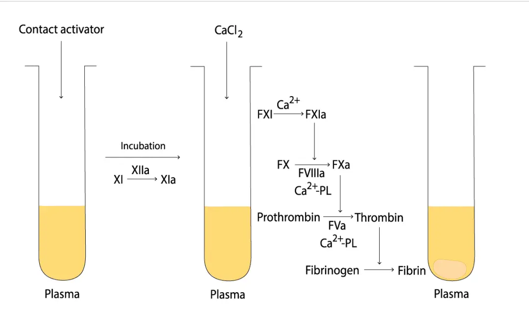 Activated Partial Thromboplastin Time (aPTT) Blood Test