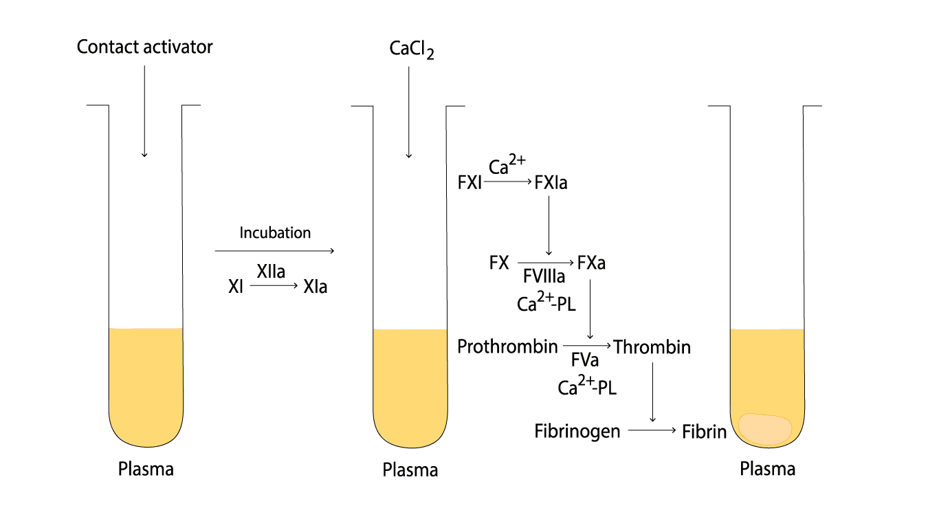 Image depicting the activated partial thromboplastin time (aPTT) assay process, highlighting the key steps involved in measuring the intrinsic coagulation pathway