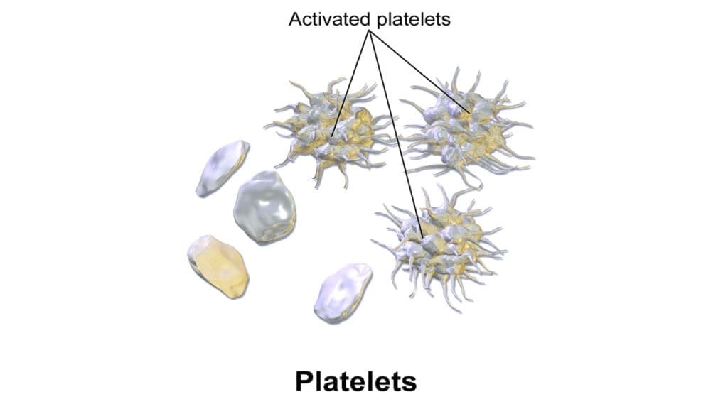 Resting state platelets are in discoid in shape which changes into a spiky sphere when activated to maximise its adhesive potential.