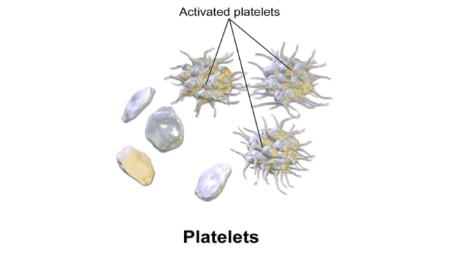 Platelet (Thrombocyte): Function, Composition & Production